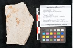 Foto (Objekt + Etikett) von Hypnum sagorianum Ettingshausen (NHMW-GEO-2024-0188-6732)